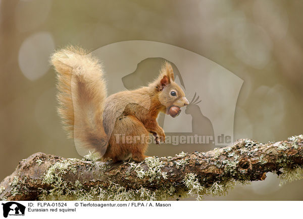 Europisches Eichhrnchen / Eurasian red squirrel / FLPA-01524