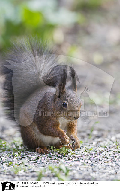 Eurasian red squirrel / MBS-10982