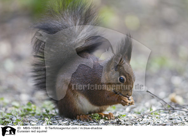 Eurasian red squirrel / MBS-10983