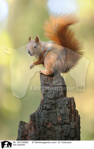 red squirrel / DV-02992