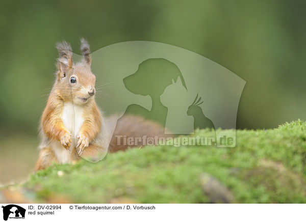 Europisches Eichhrnchen / red squirrel / DV-02994