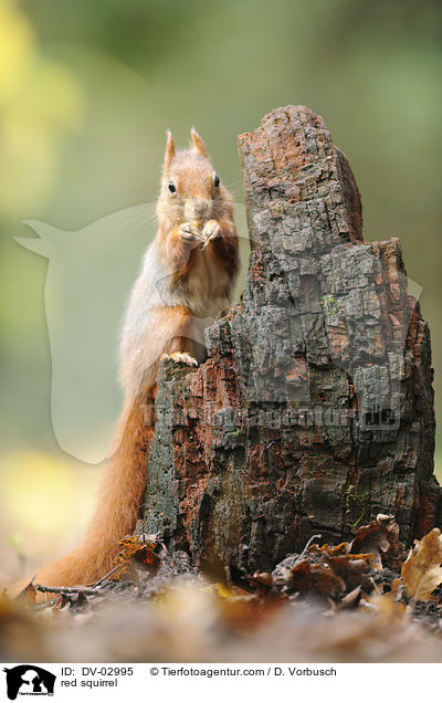 Europisches Eichhrnchen / red squirrel / DV-02995