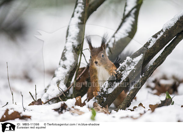 Eurasian red squirrel / MBS-11398