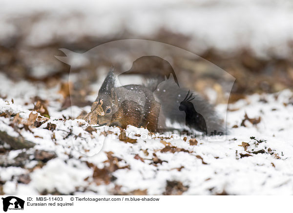 Eurasian red squirrel / MBS-11403