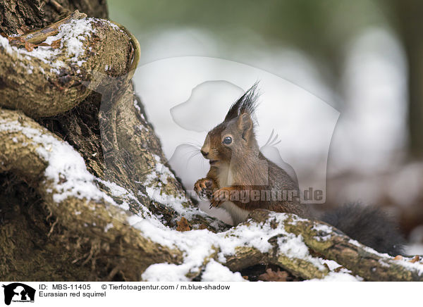 Eurasian red squirrel / MBS-11405