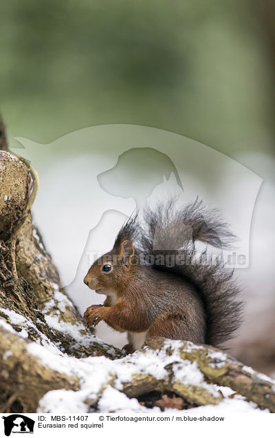 Eurasian red squirrel / MBS-11407