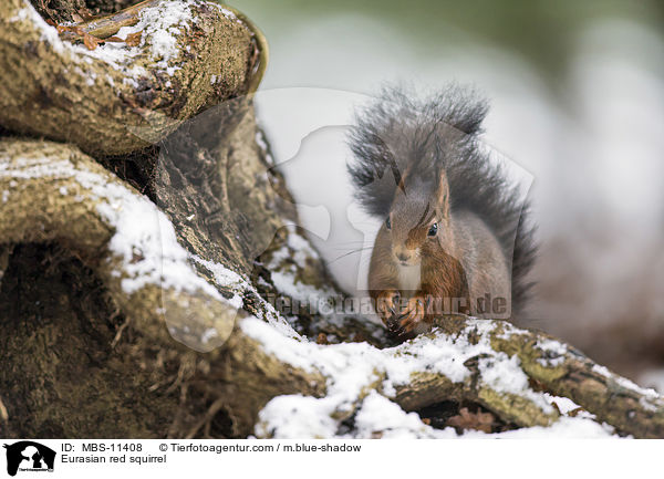 Eurasian red squirrel / MBS-11408