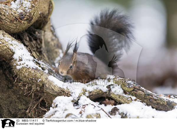 Eurasian red squirrel / MBS-11411