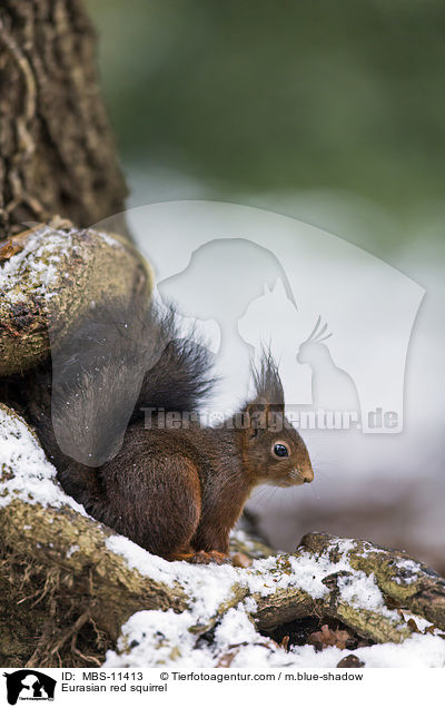 Eurasian red squirrel / MBS-11413