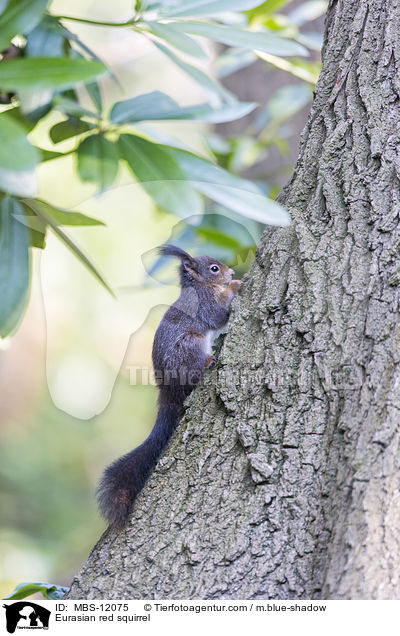 Eurasian red squirrel / MBS-12075