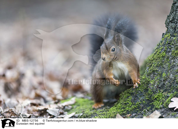 Europisches Eichhrnchen / Eurasian red squirrel / MBS-12756