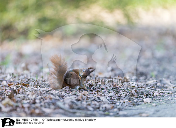 Eurasian red squirrel / MBS-12758