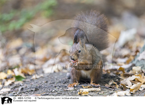 Europisches Eichhrnchen / Eurasian red squirrel / MBS-12760