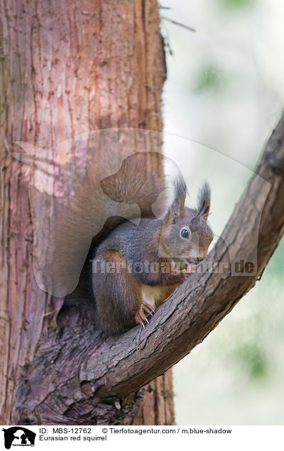 Eurasian red squirrel / MBS-12762