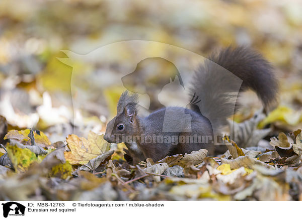 Eurasian red squirrel / MBS-12763