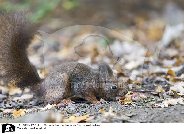 Europisches Eichhrnchen / Eurasian red squirrel / MBS-12764