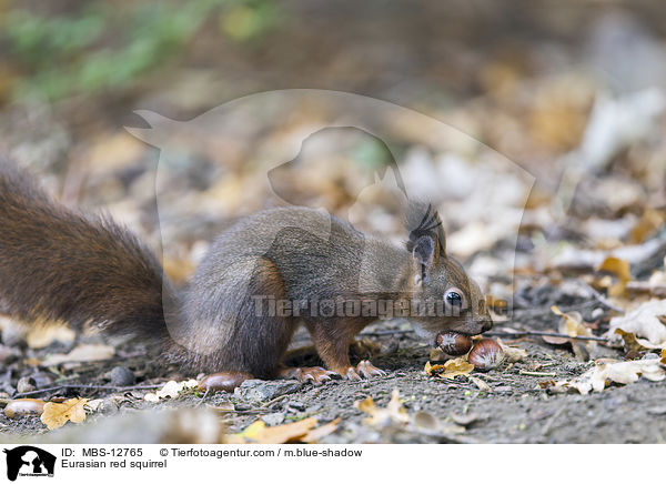 Europisches Eichhrnchen / Eurasian red squirrel / MBS-12765