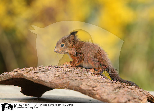 Eurasian red squirrel / KL-16077