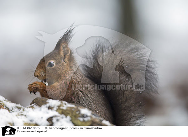 Europisches Eichhrnchen / Eurasian red squirrel / MBS-13559