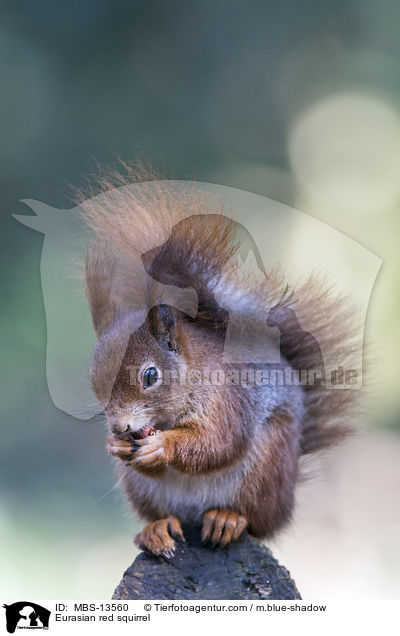 Eurasian red squirrel / MBS-13560