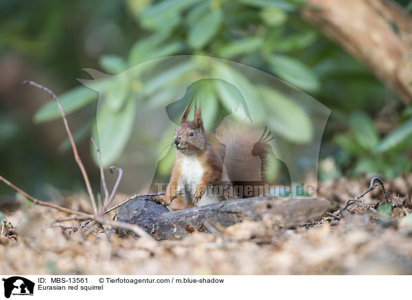 Eurasian red squirrel / MBS-13561