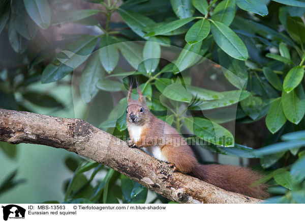 Eurasian red squirrel / MBS-13563