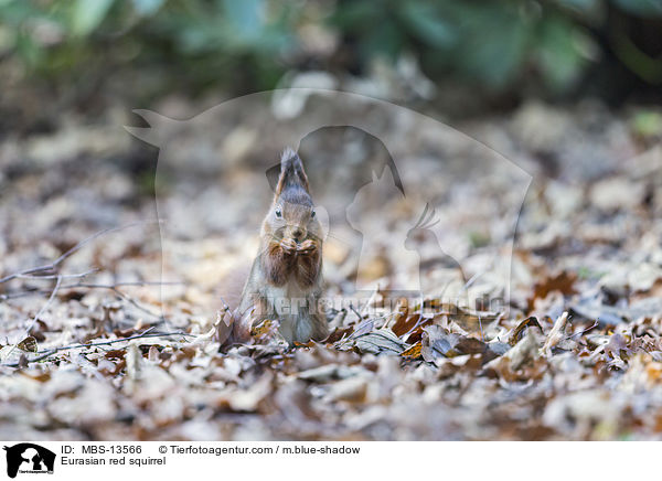 Eurasian red squirrel / MBS-13566