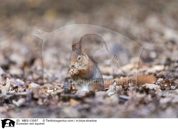 Eurasian red squirrel / MBS-13567