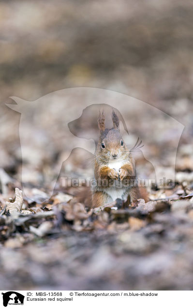 Eurasian red squirrel / MBS-13568