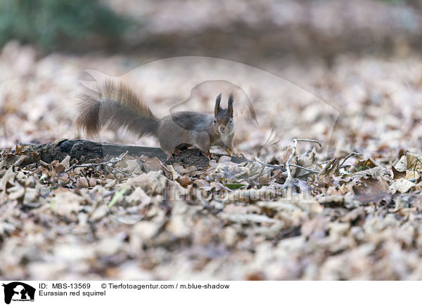 Eurasian red squirrel / MBS-13569