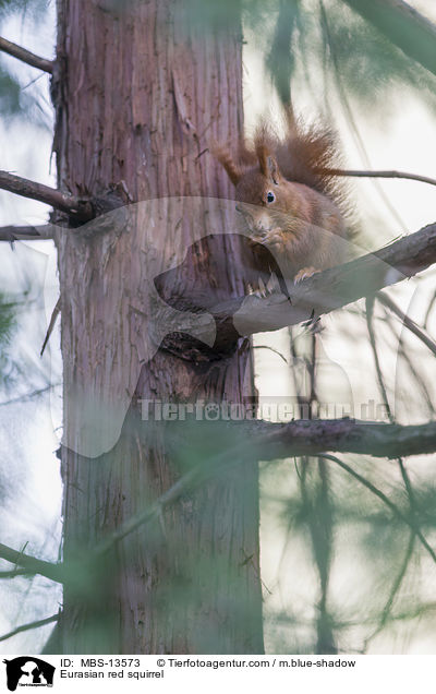 Eurasian red squirrel / MBS-13573