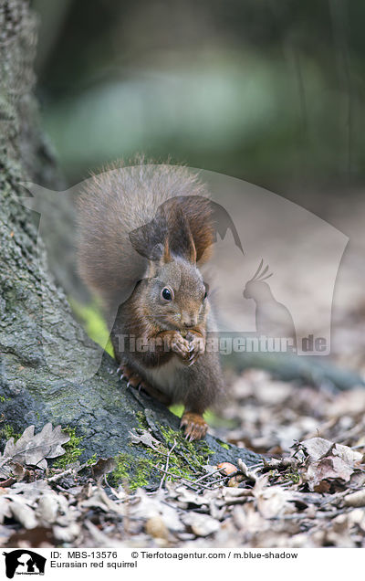 Eurasian red squirrel / MBS-13576