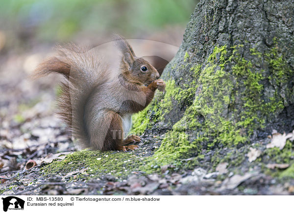 Europisches Eichhrnchen / Eurasian red squirrel / MBS-13580