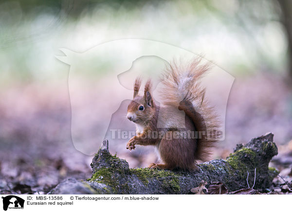 Europisches Eichhrnchen / Eurasian red squirrel / MBS-13586