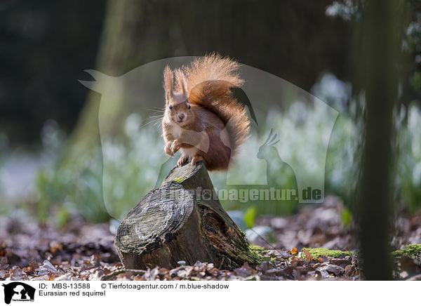 Eurasian red squirrel / MBS-13588