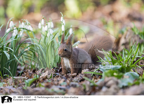 Europisches Eichhrnchen / Eurasian red squirrel / MBS-13597