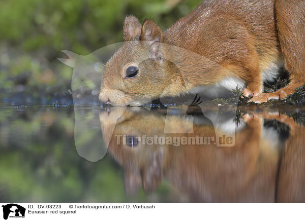 Europisches Eichhrnchen / Eurasian red squirrel / DV-03223