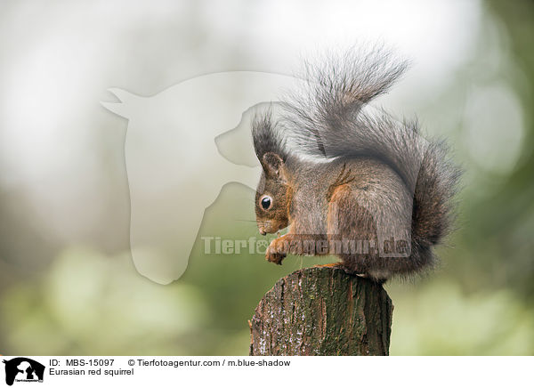 Eurasian red squirrel / MBS-15097