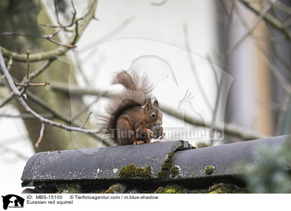 Europisches Eichhrnchen / Eurasian red squirrel / MBS-15100