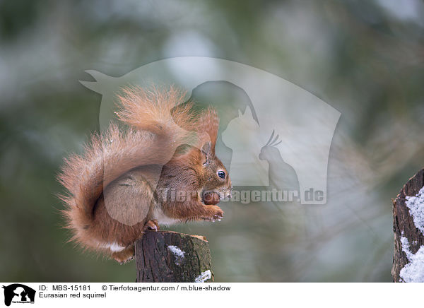 Europisches Eichhrnchen / Eurasian red squirrel / MBS-15181