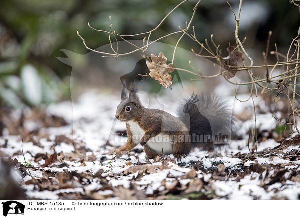 Eurasian red squirrel / MBS-15185