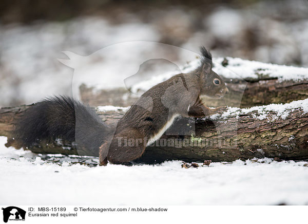 Eurasian red squirrel / MBS-15189