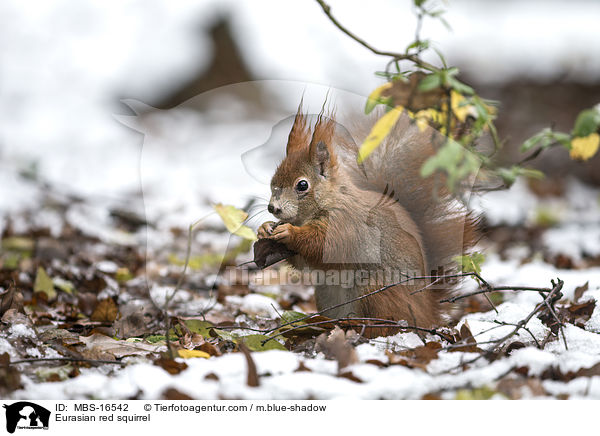 Europisches Eichhrnchen / Eurasian red squirrel / MBS-16542