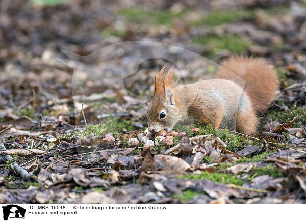 Europisches Eichhrnchen / Eurasian red squirrel / MBS-16548