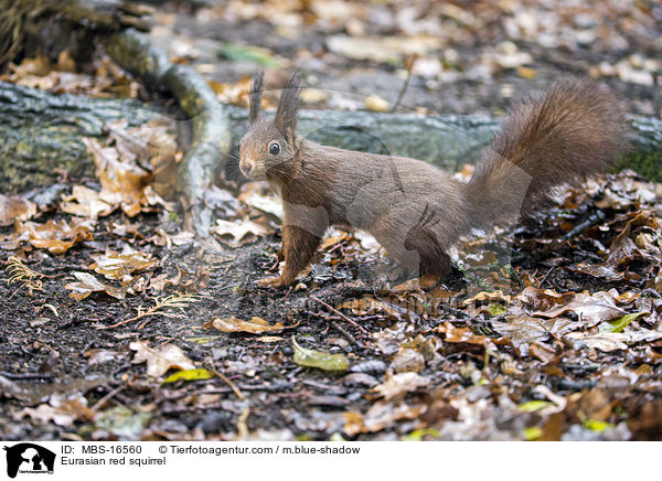 Europisches Eichhrnchen / Eurasian red squirrel / MBS-16560