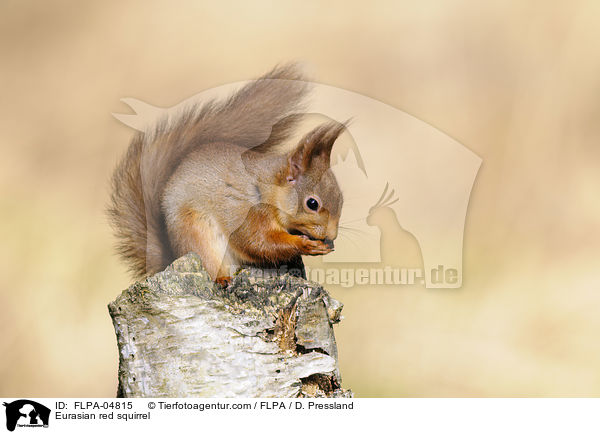 Eurasian red squirrel / FLPA-04815