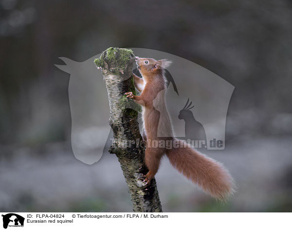 Eurasian red squirrel / FLPA-04824