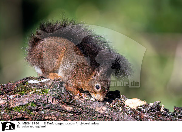 Eurasian red squirrel / MBS-18796