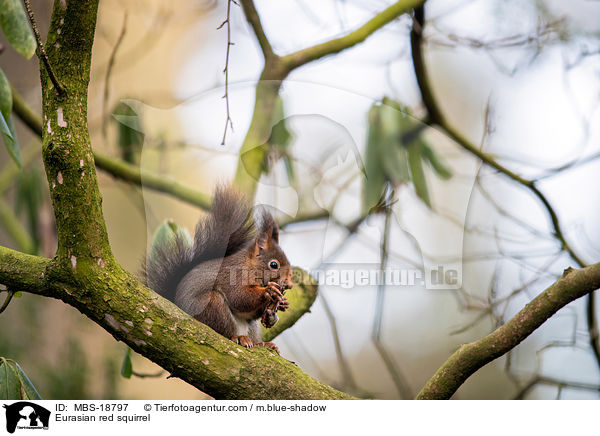 Eurasian red squirrel / MBS-18797