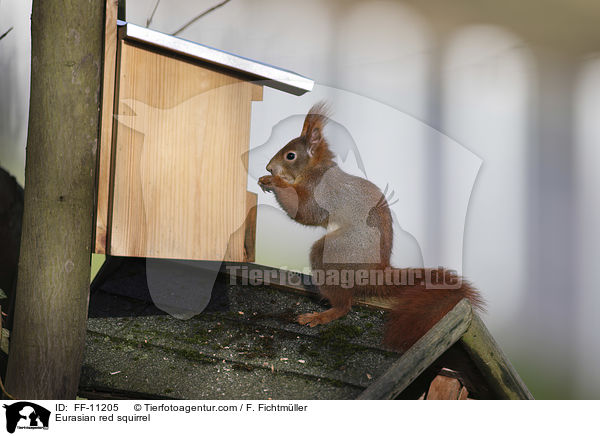 Europisches Eichhrnchen / Eurasian red squirrel / FF-11205